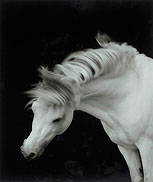 Horses 1