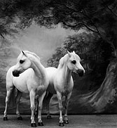 Horses 57